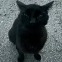 gatos l 25