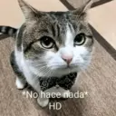 gatos l 17