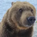 animales random 3 25