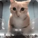 animales random 3 6