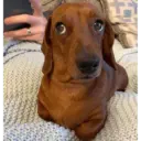 animales random 3 14