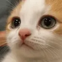 animales random 3 20