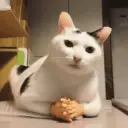 animales random 3 5