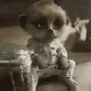 Animales animados 10