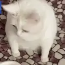 Animales animados 7