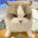 Historias Gatunas Gatos 1