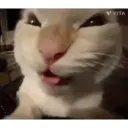 Historias Gatunas Gatos 10