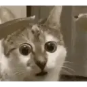 Historias Gatunas Gatos 13