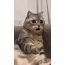 Historias Gatunas Gatos 15