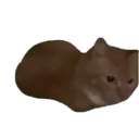 Historias Gatunas Gatos 16