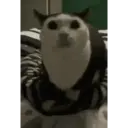 Historias Gatunas Gatos 18