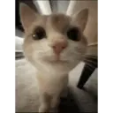 Historias Gatunas Gatos 19