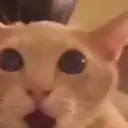 Historias Gatunas Gatos 2