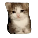 Historias Gatunas Gatos 22