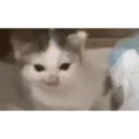 Historias Gatunas Gatos 3