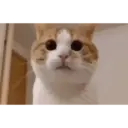 Historias Gatunas Gatos 5
