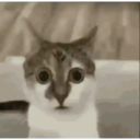 Historias Gatunas Gatos 6