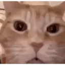 Historias Gatunas Gatos 8