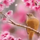 🌼🌼🌼 FELIZ PRIVAVERA 🌼🌼🌼 6