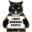 😾 Gatos haters 🐈‍⬛Hate morning 14