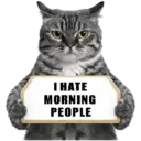 😾 Gatos haters 🐈‍⬛Hate morning 11