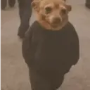 Viral2 17