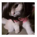 Gato michi expresivo 😻🙀 1