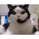 Gato michi expresivo 😻🙀 5