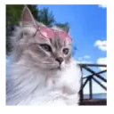 Gato michi expresivo 😻🙀 11