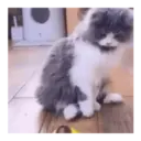 Gato michi expresivo 😻🙀 10