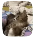 Gato michi expresivo 😻🙀 14