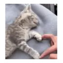 Gato michi expresivo 😻🙀 2