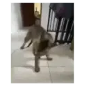Gato michi expresivo 😻🙀 3