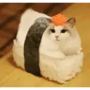 Gato 25