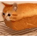 Gato 21