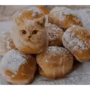 Gato 29