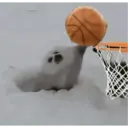 Gato 5