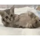 Gato 17
