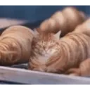 Gato 22