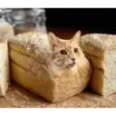Gato 27