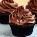 Gato 23