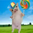 Gato 6
