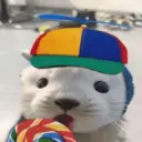Gato 11