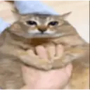 Gato 12