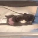 Gato 20