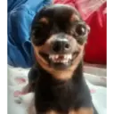 animales ramdom 8
