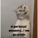 animales ramdom 7