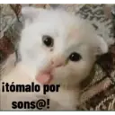 animales ramdom 11