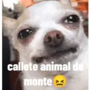 animales ramdom 20