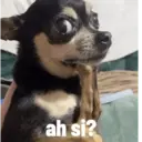 animales ramdom 10
